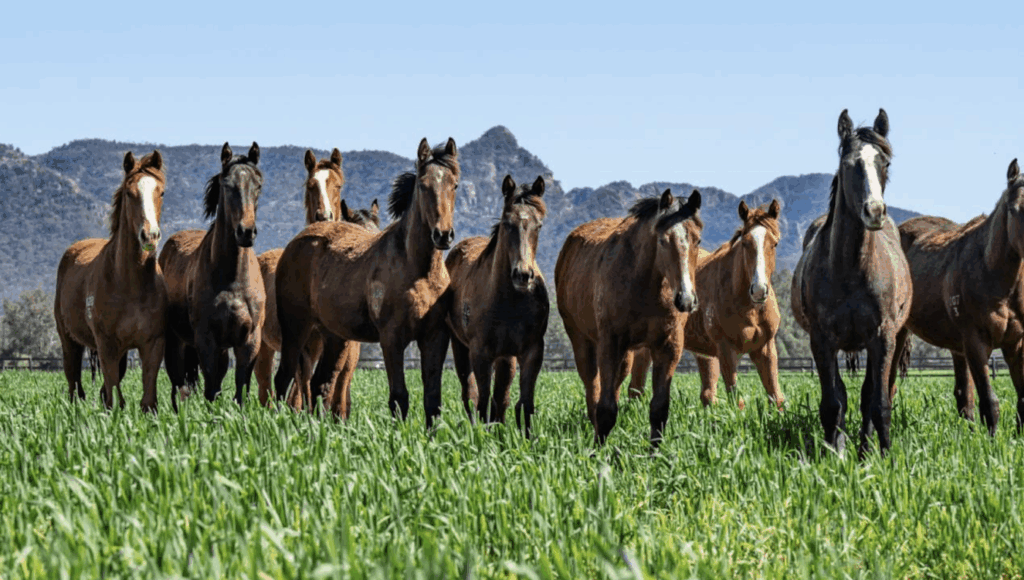 Racing Reform seeking change in NSW